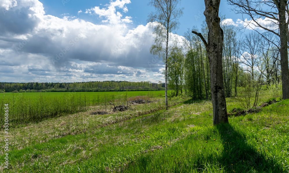 spring landscape with bright green grass and beautiful white cumulus clouds spring landscape with bright green grass and beautiful white cumulus clouds