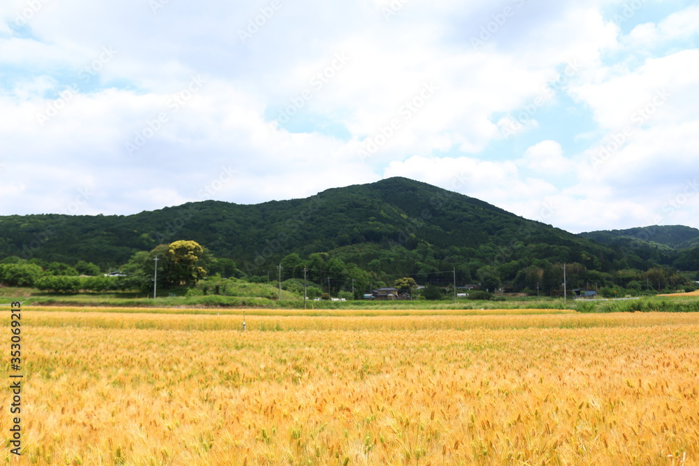 大麦畑と田舎の景色