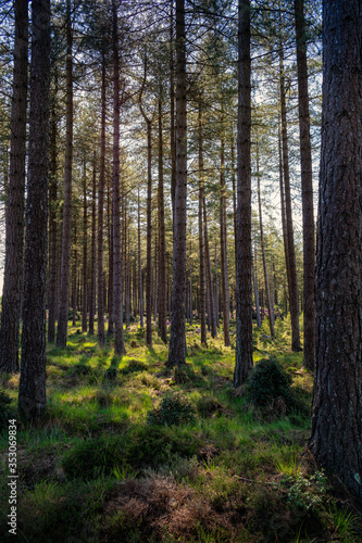 Woodland morning sun