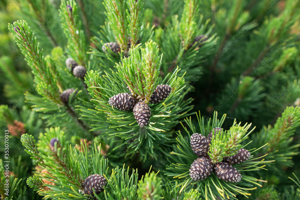 Green pine tree and pine cones Green pine tree and pine cones
