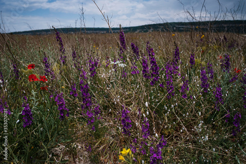 Beautiful Meadow With Wild Flowers at summer time.