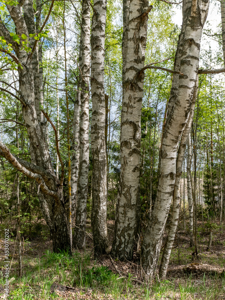 tree trunks on a green forest background tree trunks on a green forest background
