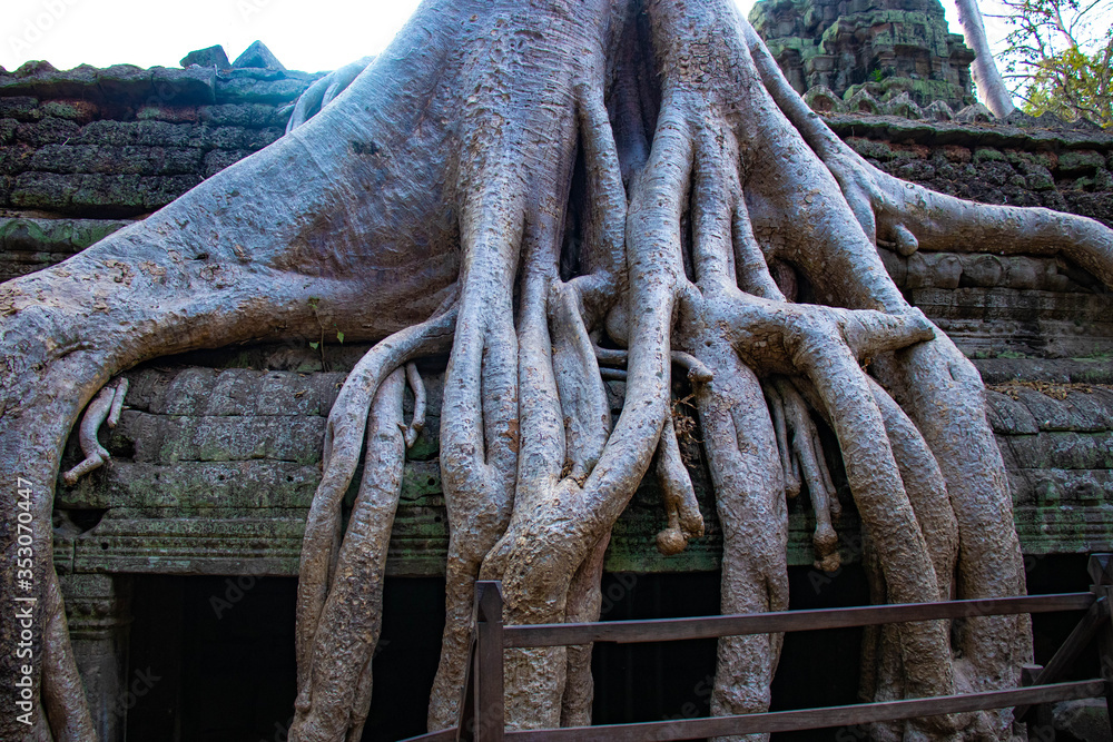 Fototapeta premium A beautiful view of Ta Phrom temple at Siem Reap, Cambodia.