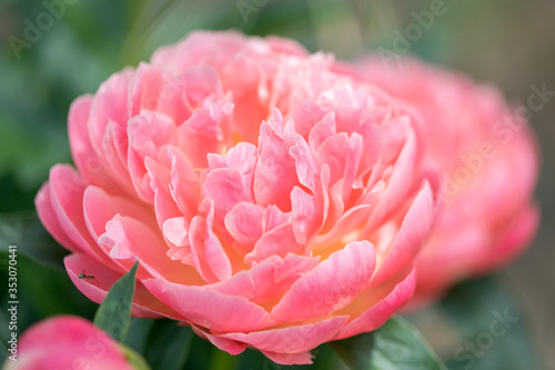 Fototapeta Naklejka Na Ścianę i Meble -  Peony flower on blurred green background. Pion. Spring concept. Red flower for background. Blooming Pink Peony Flower On Blurred Natural Green Background