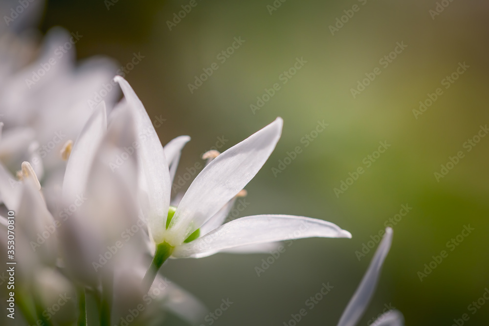 Fleurs blanches dans la nature