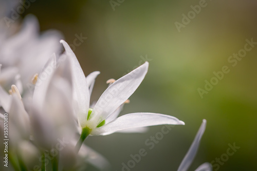 Fleurs blanches dans la nature