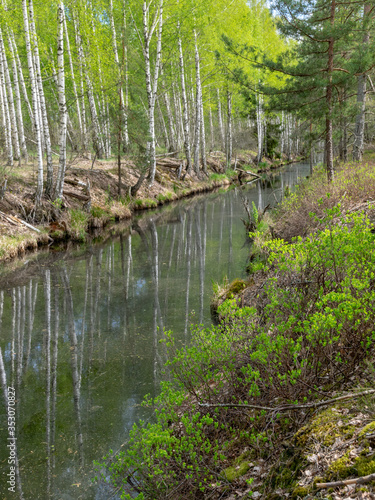 a swamp ditch  white birches along the edges  swamp grass and moss  wonderful reflections in the dark swamp water