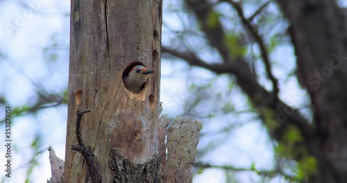Red-headed woodpecker on tree