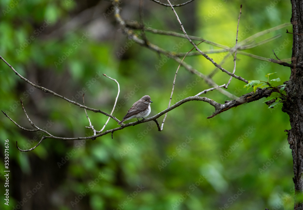 bright forest bird sings on a branch in the forest near the river bright forest bird sings on a branch in the forest near the river