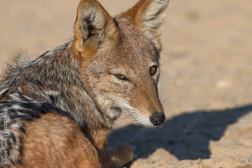 Black backed jackal (Canis mesomelas or Lupulella mesomelas) sitting down with its face looking at the camera making eye contact in the wild of Kgalagadi Africa Black backed jackal (Canis mesomelas or Lupulella mesomelas) sitting down with its face looking at the camera making eye contact in the wild of Kgalagadi Africa