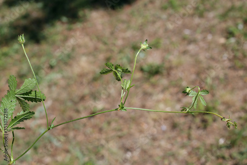 Potentilla reptans, Creeping Cinquefoil. Wild plant shot in the spring.