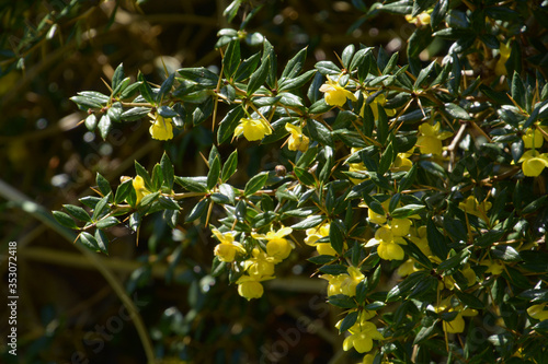 bright yellow flowers of berberis bush in spring