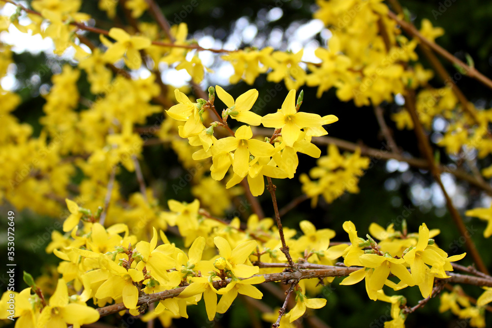Small yellow flowers of Caragana arborescens close up on blured backgound Small yellow flowers of Caragana arborescens close up on blured backgound