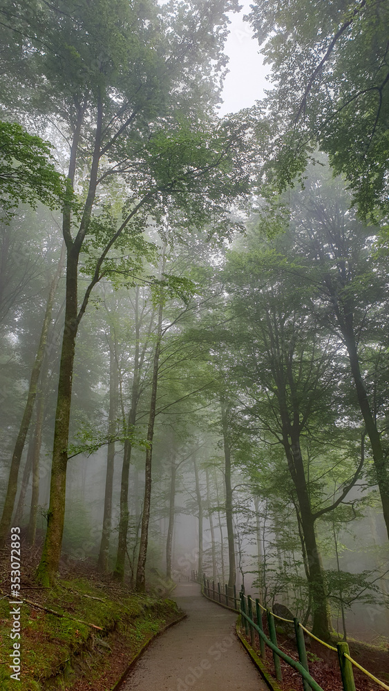 Piękny, tajemniczy i mglisty poranek  w górskim lesie w regionie Navarra w Hiszpanii. - obrazy, fototapety, plakaty 