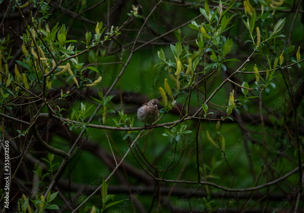 bright forest bird sings on a branch in the forest near the river