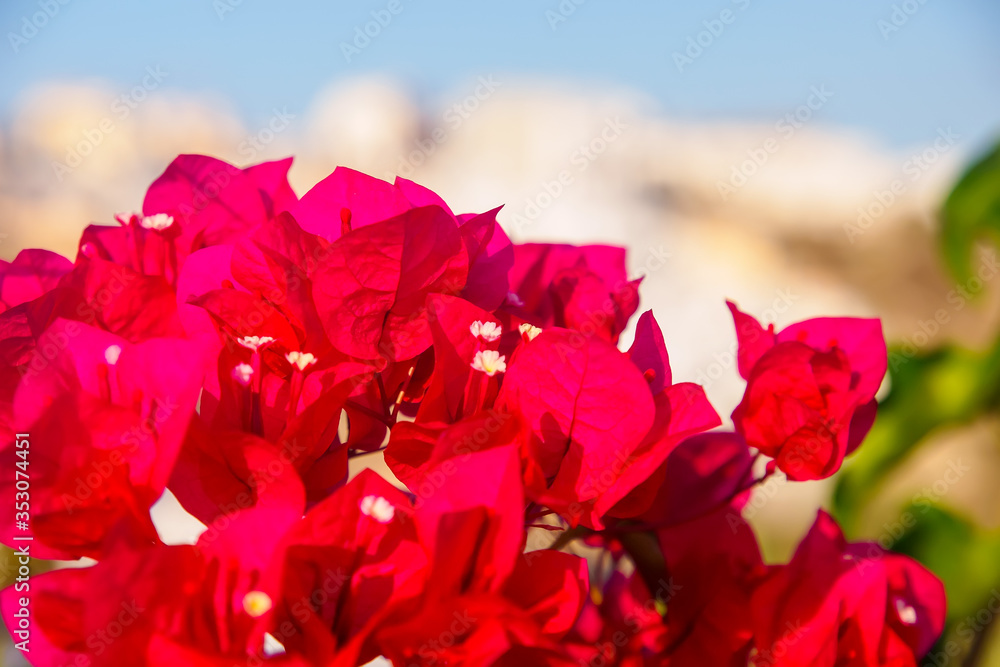 Bougainvillea flowers, close-up photo. Santorini, Cyclades, Greece Bougainvillea flowers, close-up photo. Santorini, Cyclades, Greece