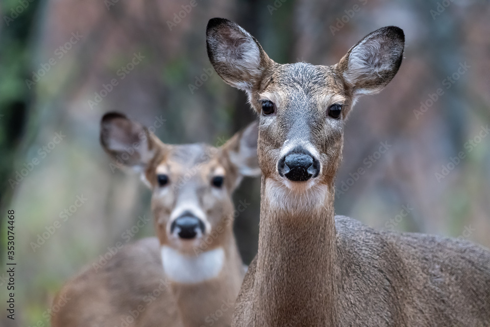 Pair of white-tailed deer