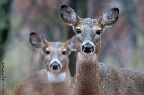 Fototapeta Pair of white-tailed deer