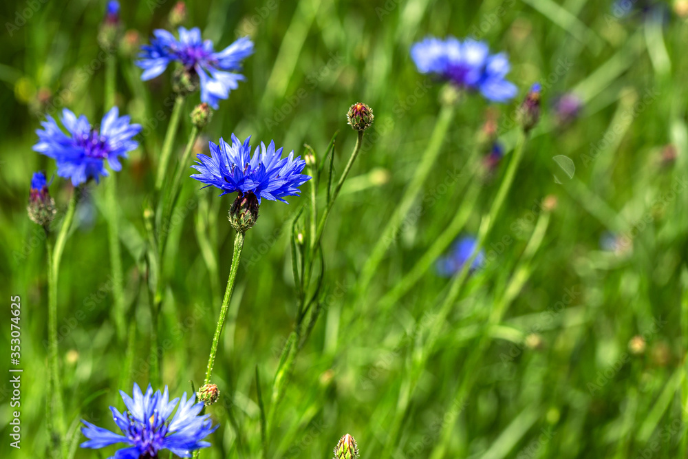 Blue cornflowers in the field. Beautiful wildflowers - blue cornflowers for cards, calendars, advertising banners. Summer rural landscape. Сorn flowers Blue cornflowers in the field. Beautiful wildflowers - blue cornflowers for cards, calendars, advertising banners. Summer rural landscape. Сorn flowers
