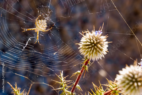 Spider on spider web.Wild nature on the island Santorini, Cyclades, Greece