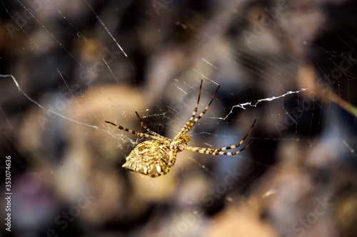 Spider on spider web.Wild nature on the island Santorini, Cyclades, Greece