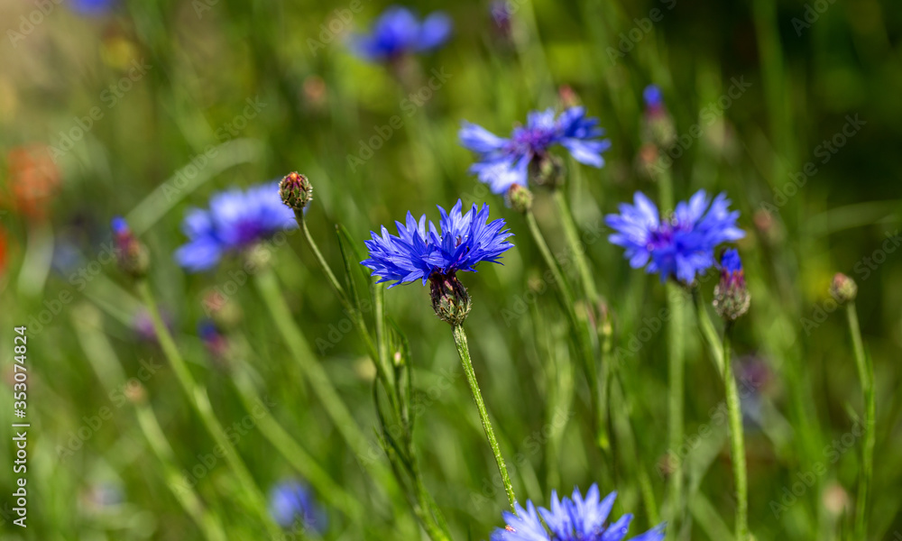 Blue cornflowers in the field. Beautiful wildflowers - blue cornflowers for cards, calendars, advertising banners. Summer rural landscape. Сorn flowers