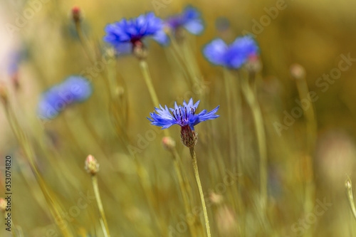 Blue cornflowers in the field. Beautiful wildflowers - blue cornflowers for cards, calendars, advertising banners. Summer rural landscape. Сorn flowers