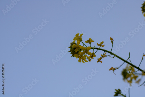 yellow leafy tree on blue sky in background