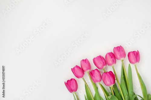 Spring flowers. Pink tulip on white background. Flat lay. Copy space