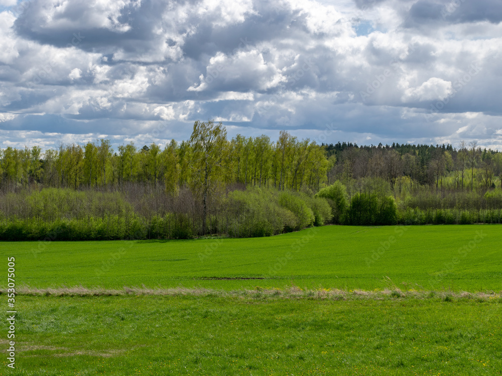Fototapeta premium spring landscape with bright green grass and beautiful white cumulus clouds