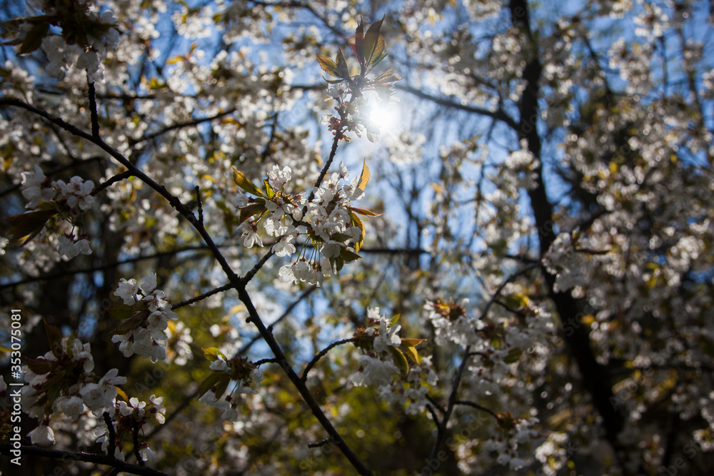 morning sun shining through cherry blossom tree morning sun shining through cherry blossom tree