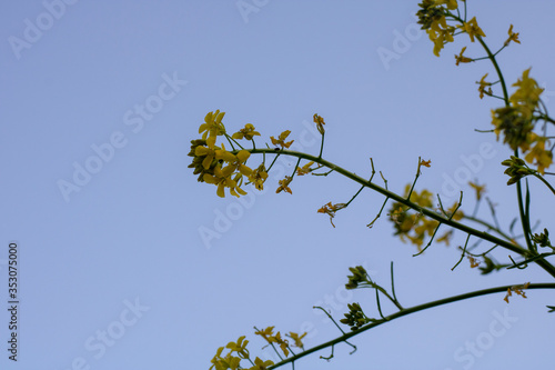 yellow leafy tree on blue sky in background