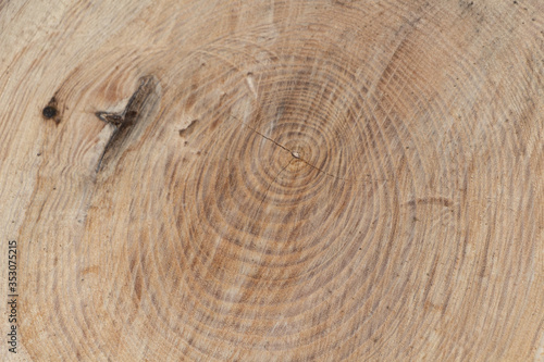 Tree rings on the section of its trunk after cutting