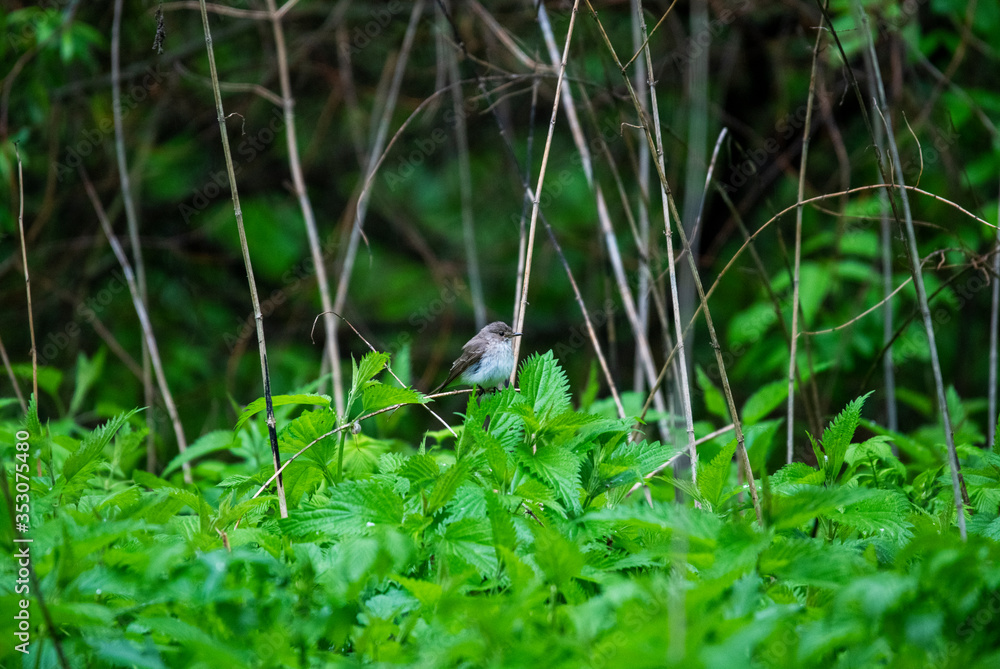 bright forest bird sings on a branch in the forest near the river bright forest bird sings on a branch in the forest near the river