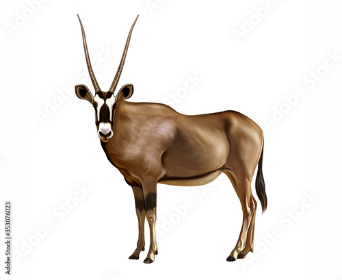 Oryx gazella, realistic drawing photo