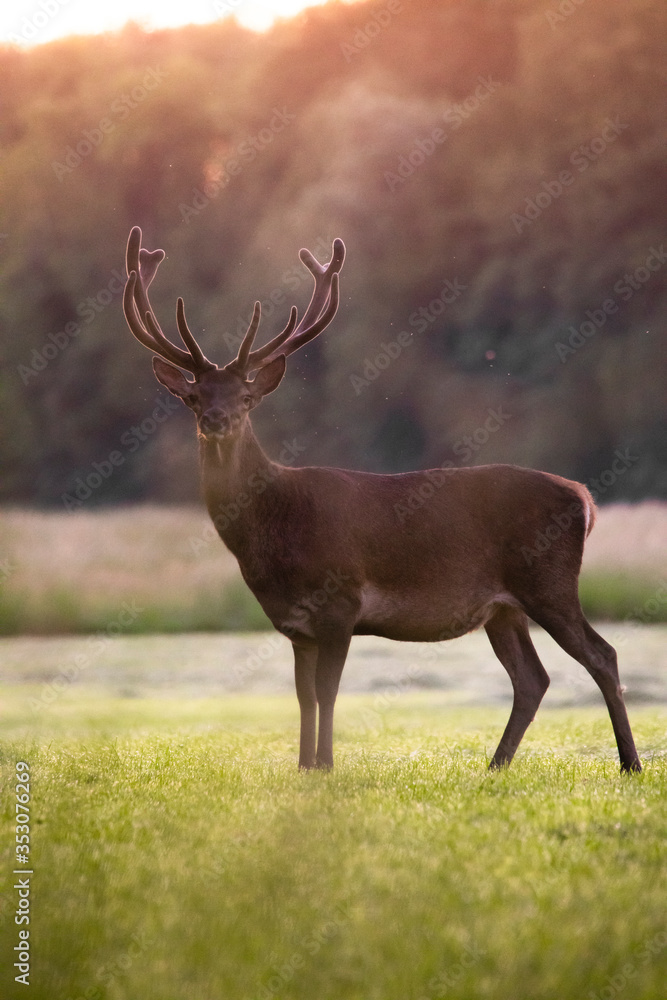 Obraz premium Les Rois de la Fôret