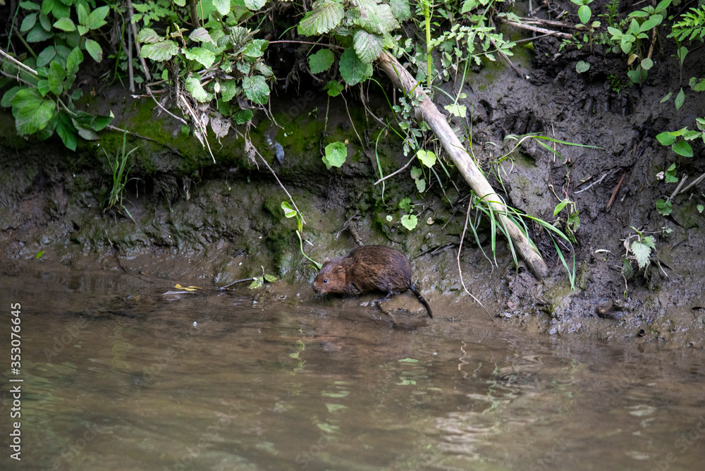 Obraz premium river nutria came out of the mink to hunt on the river