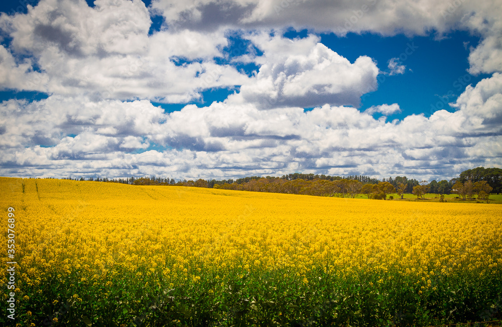 Blooming field of canola, Belanglo Forest, Australia Blooming field of canola, Belanglo Forest, Australia