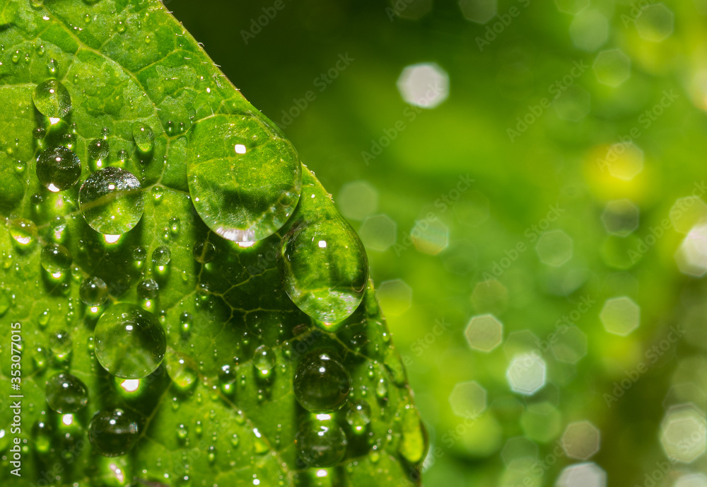 green leaf with water drops green leaf with water drops