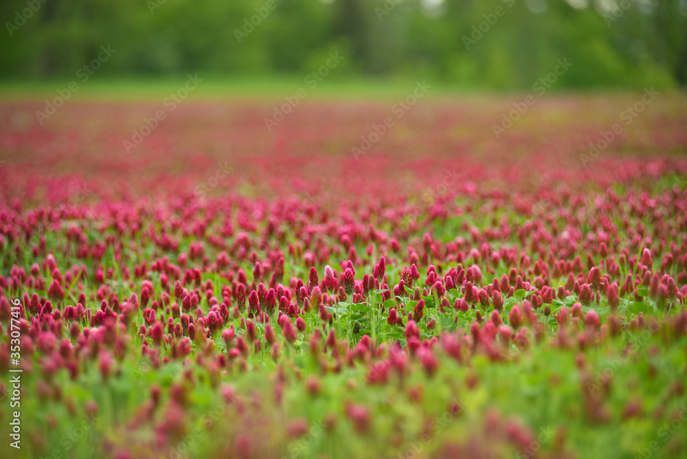 Blooming field of red clover