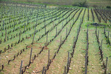 ploughed land with growing grape