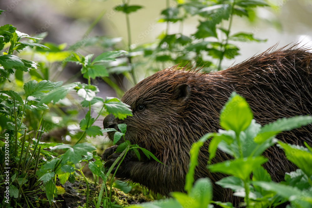 brown river beaver went on a veg ravine hunt on the river brown river beaver went on a veg ravine hunt on the river