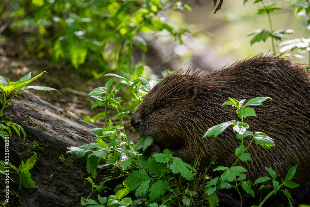brown river beaver went on a veg ravine hunt on the river brown river beaver went on a veg ravine hunt on the river