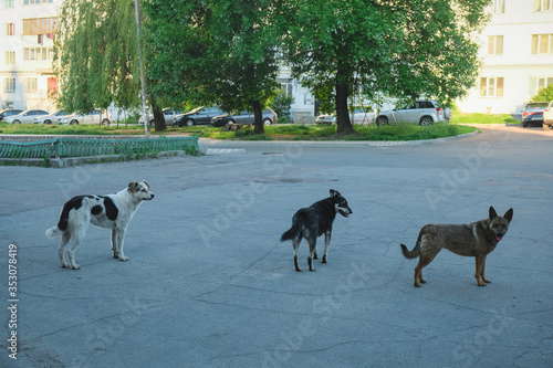Stray dogs on street
