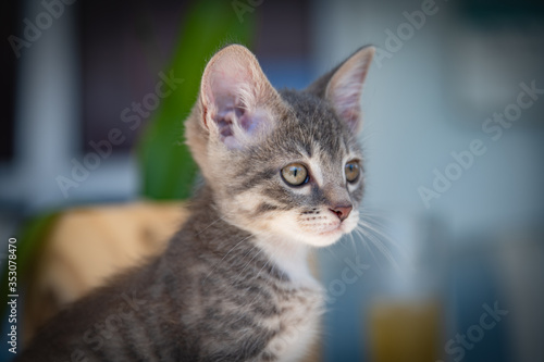 Wallpaper Mural Cute furry tabby kitten Playfull Torontodigital.ca