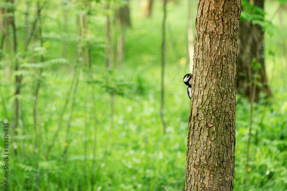 Woodpecker hid behind the tree trunk in the forest Woodpecker hid behind the tree trunk in the forest