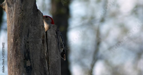 Red-headed woodpecker on tree