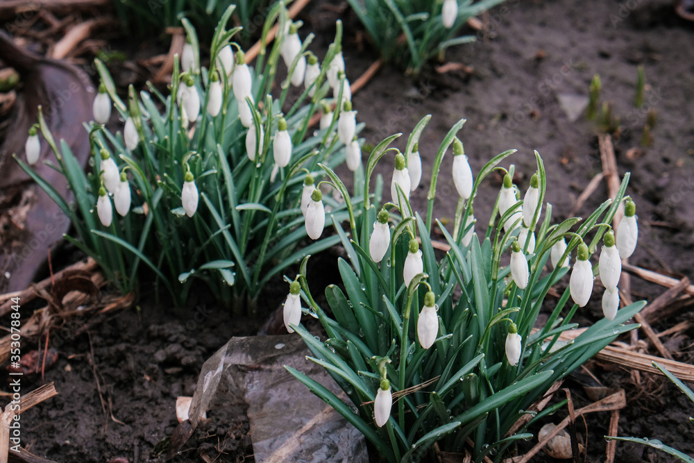 Obraz premium A lot of beautiful snowdrop flowers in nature