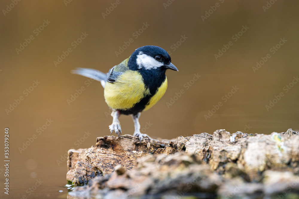 Obraz premium Herrerillo