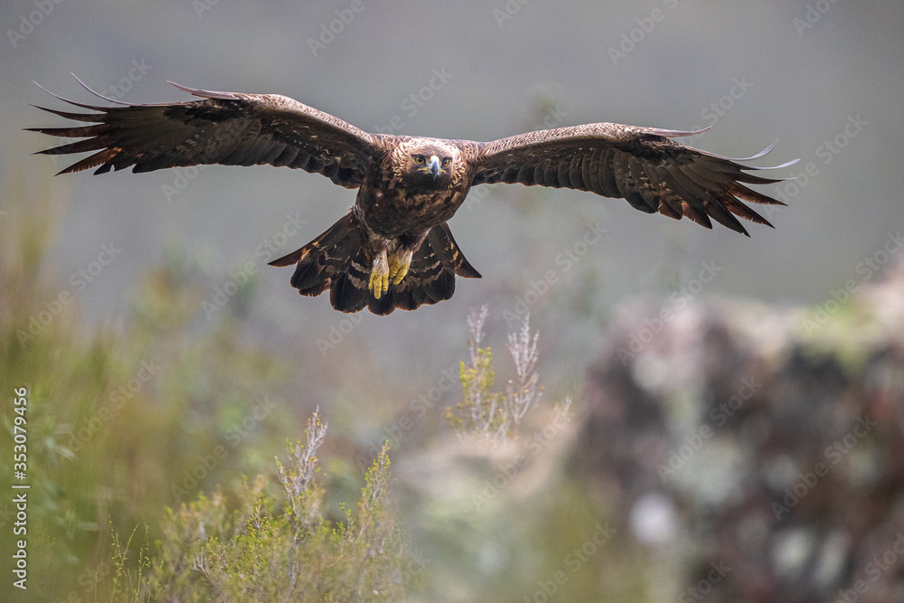 Fototapeta premium Águila real
